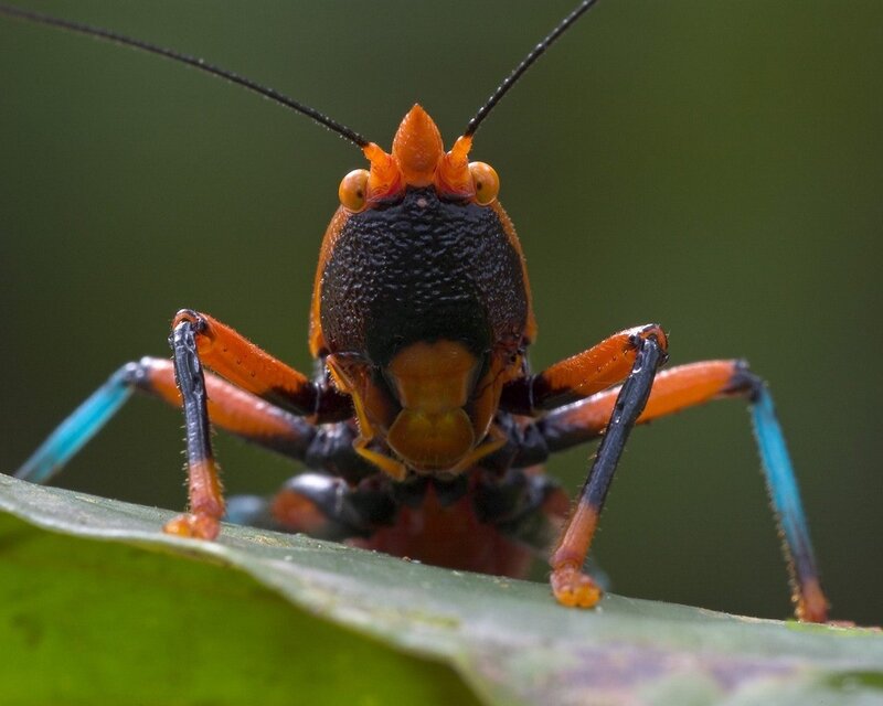 close-up of a colorful insect