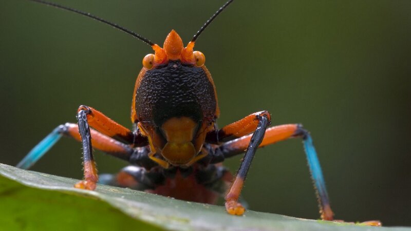 Close-up of a colorful insect