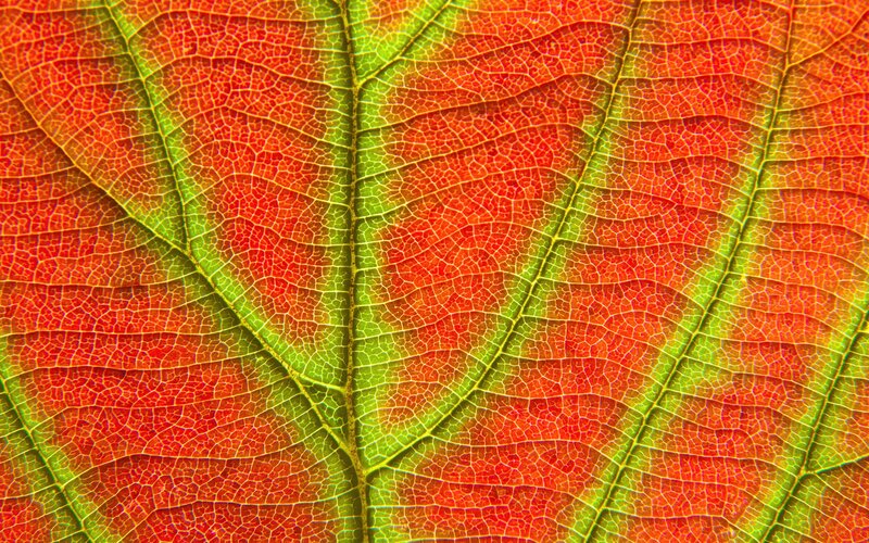 Close-up of a colorful leaf