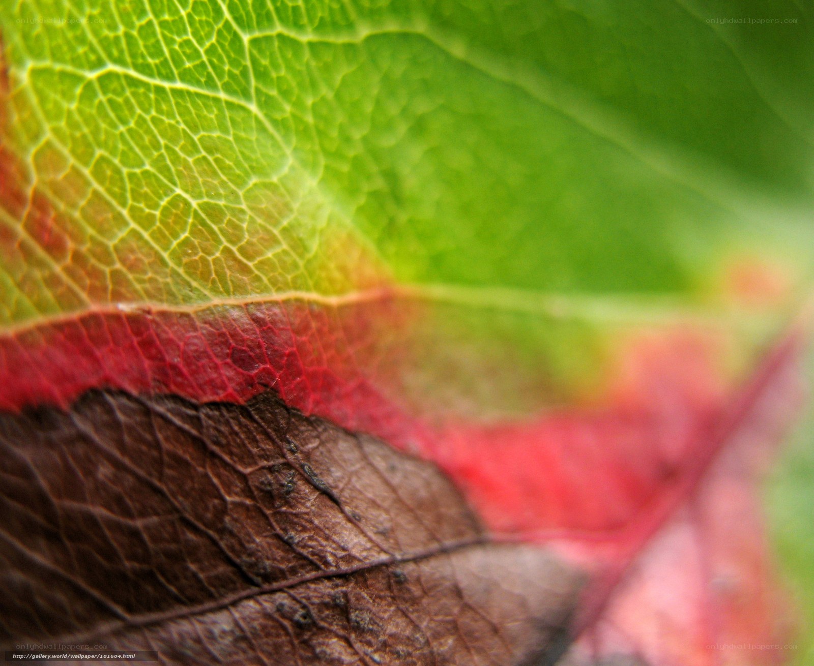 Close-up of a colorful leaf
