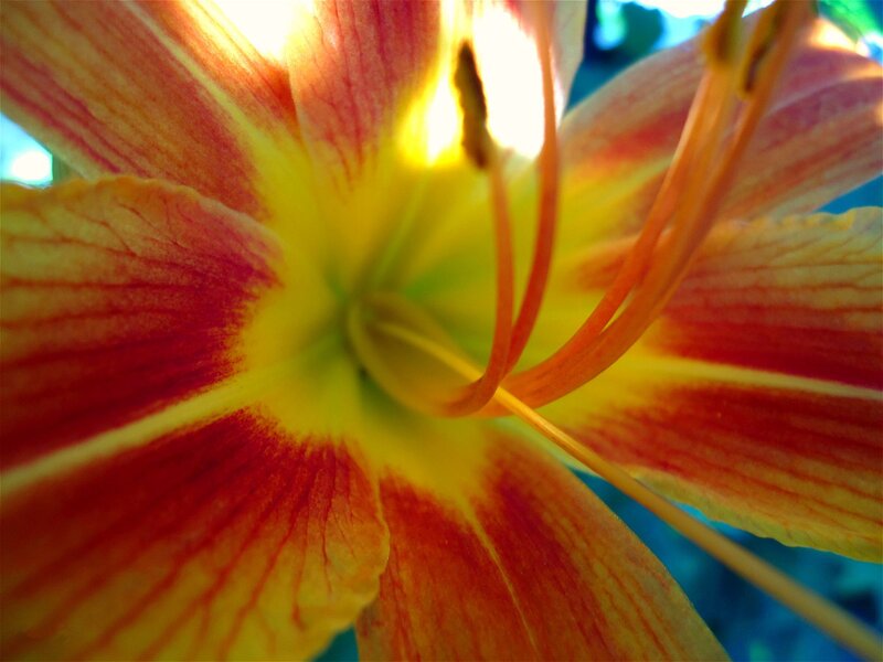 Close-up of a colorful lily