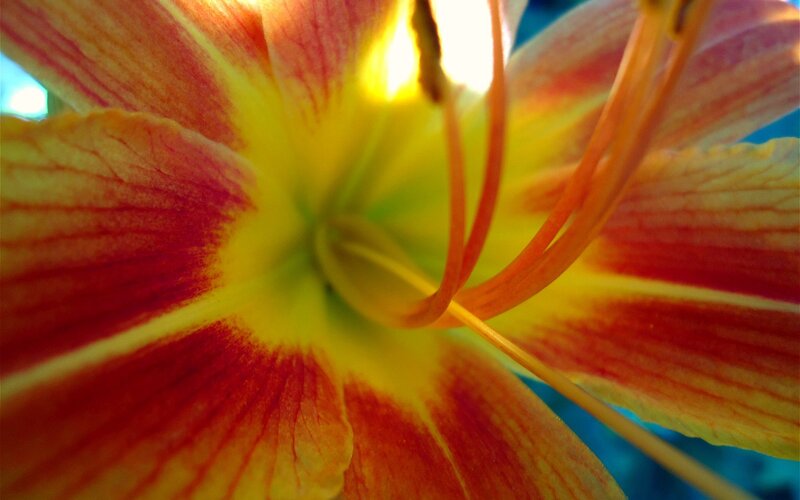 Close-up of a colorful lily
