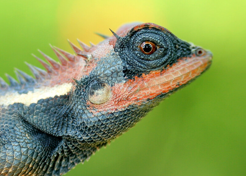 close-up of a colorful lizard