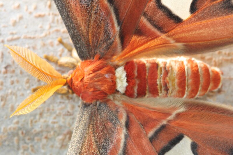 close-up of a colorful moth