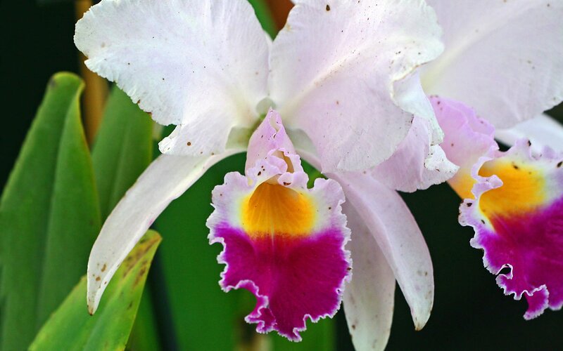 Close-up of a colorful orchid