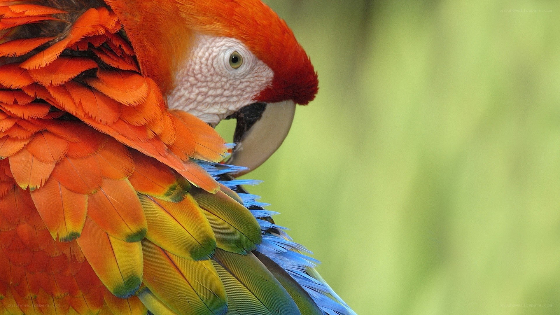 Close-up of a colorful parrot
