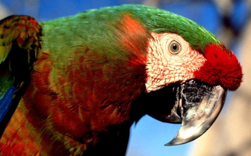 Close-up of a colorful parrot