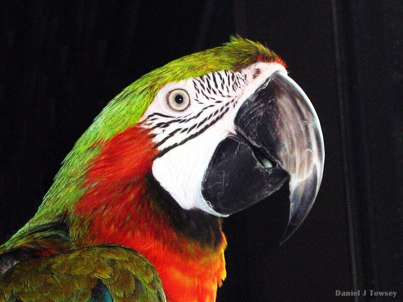Close-up of a colorful parrot