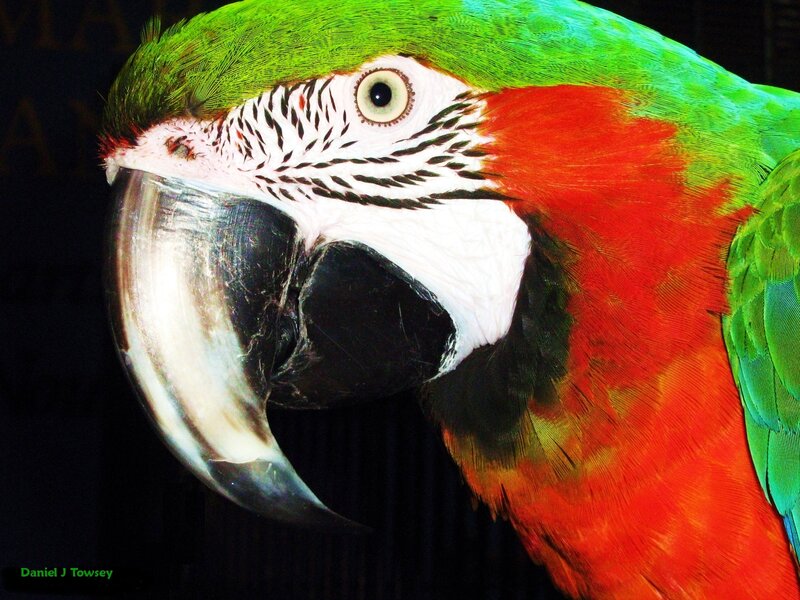 Close-up of a colorful parrot