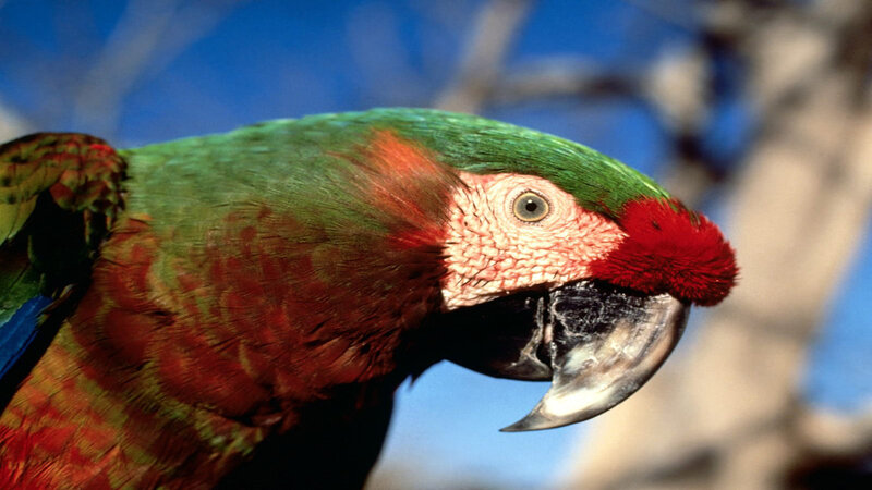 Close-up of a colorful parrot