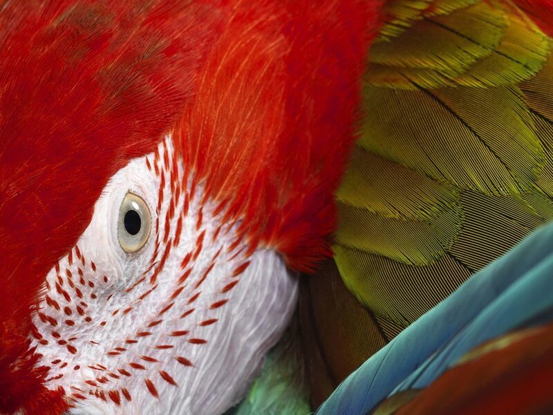 Close-up of a colorful parrot