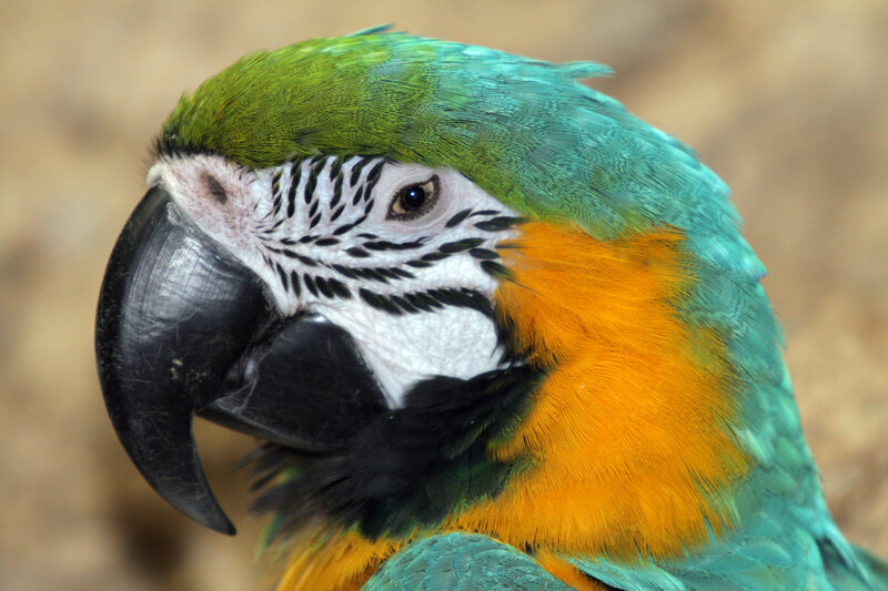 Close-up of a colorful parrot