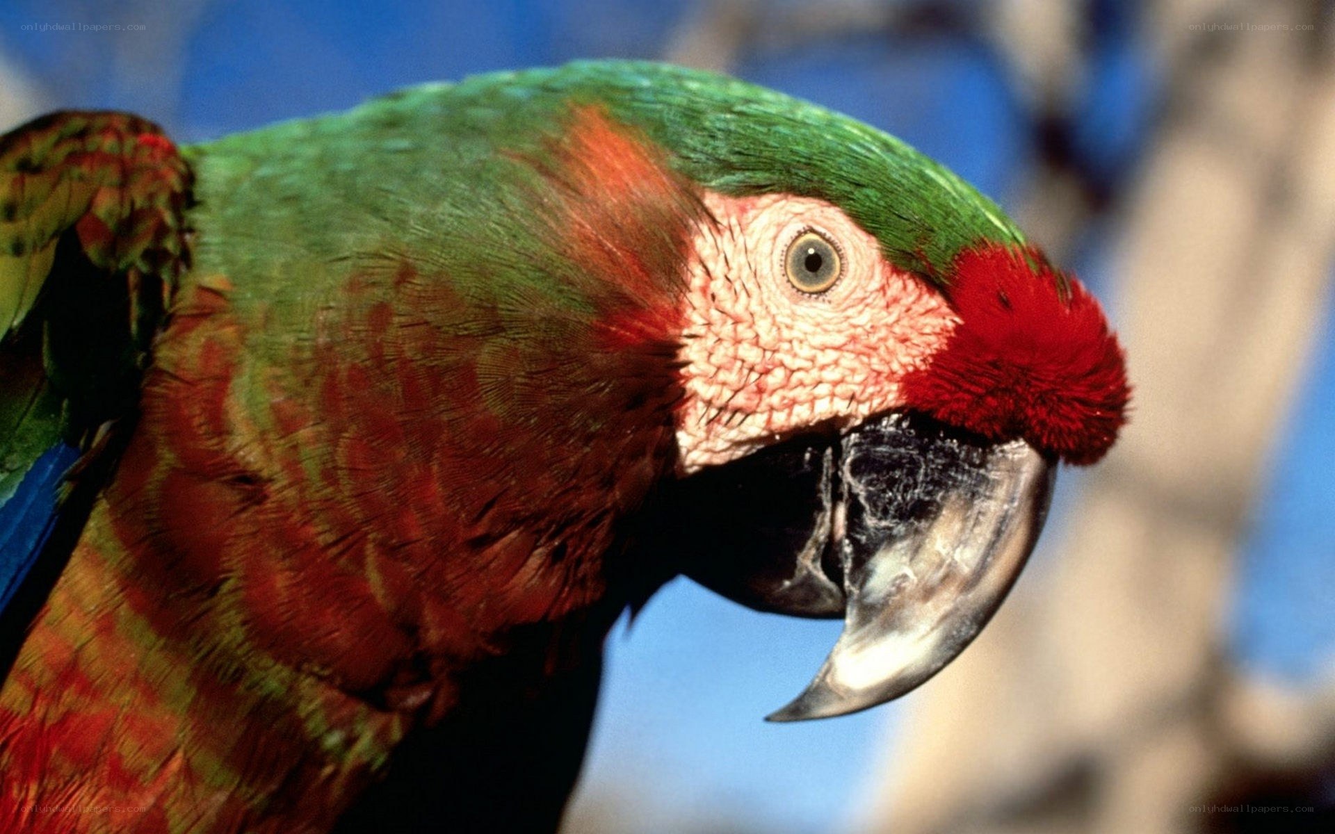 Close-up of a colorful parrot