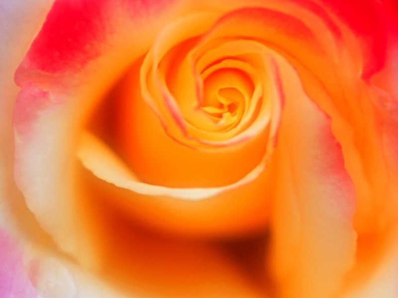 Close-up of a colorful rose