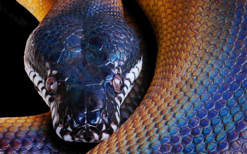 Close-up of a colorful snake
