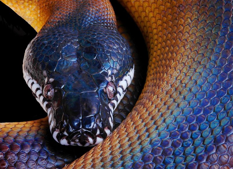 Close-up of a colorful snake