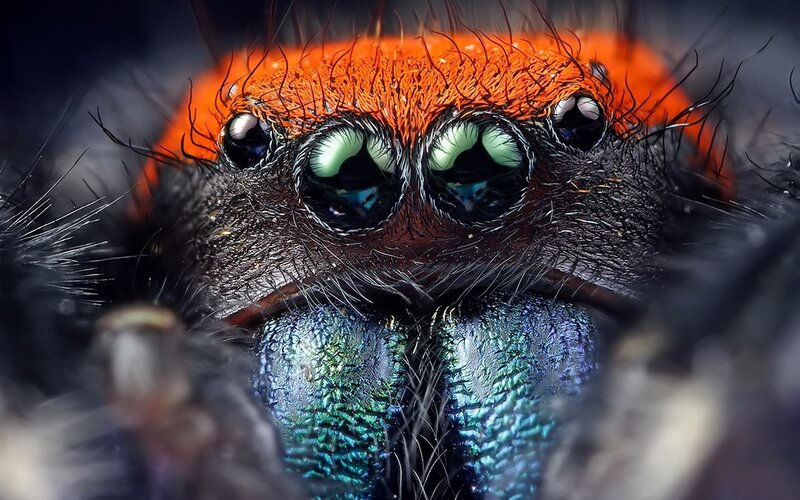 close-up of a colorful spider