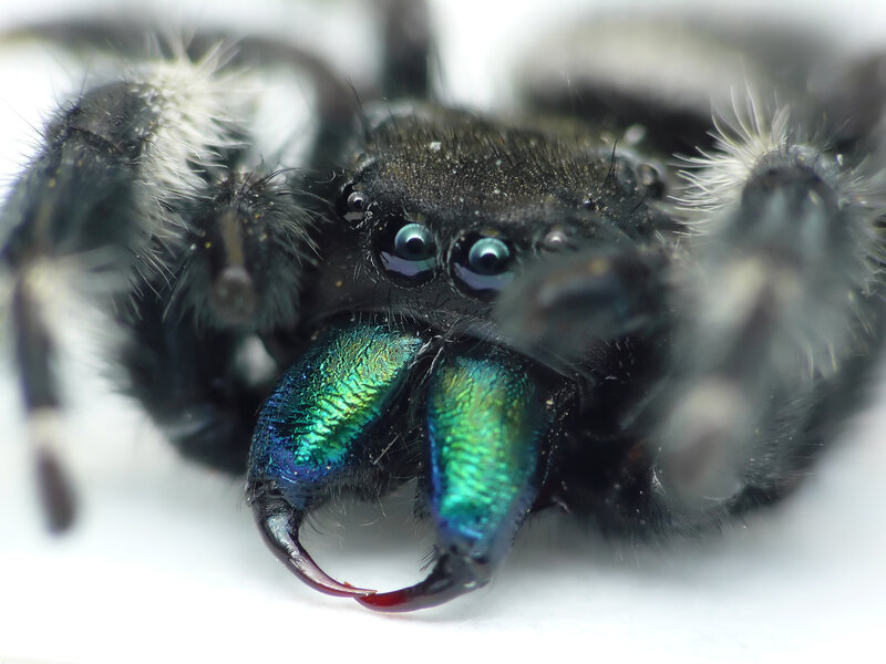 close-up of a colorful spider