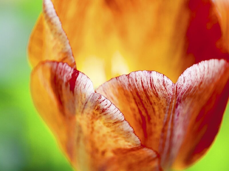 Close-up of a colorful tulip