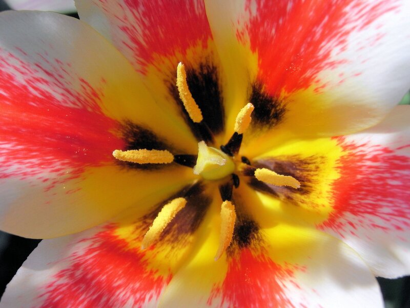 close-up of a colorful tulip