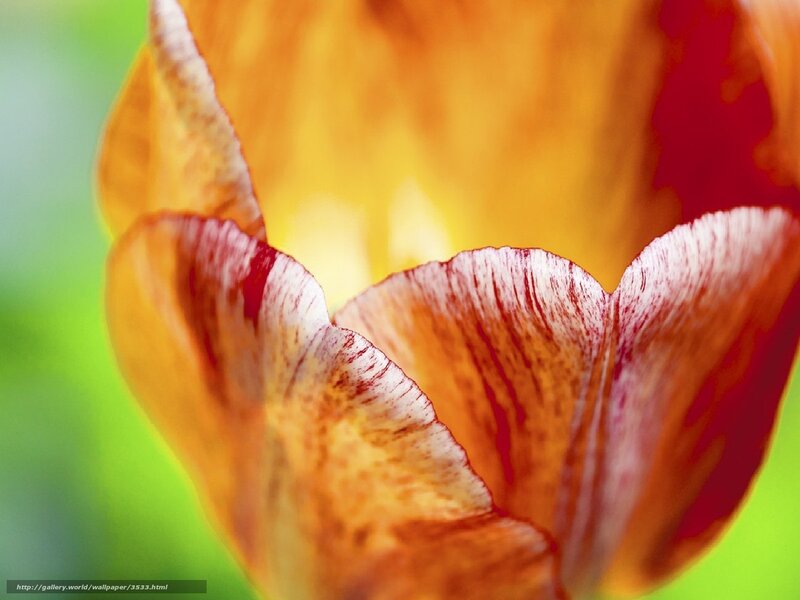 Close-up of a colorful tulip