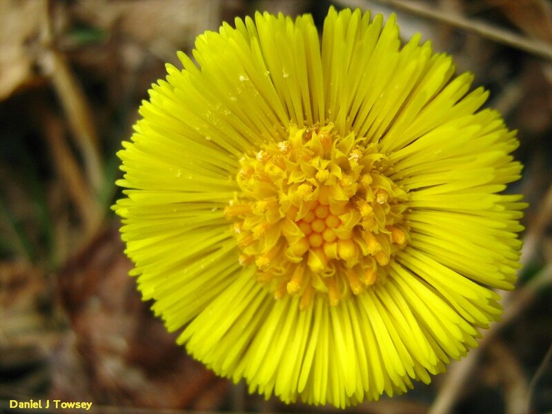 Close-up of a coltsfoot flower