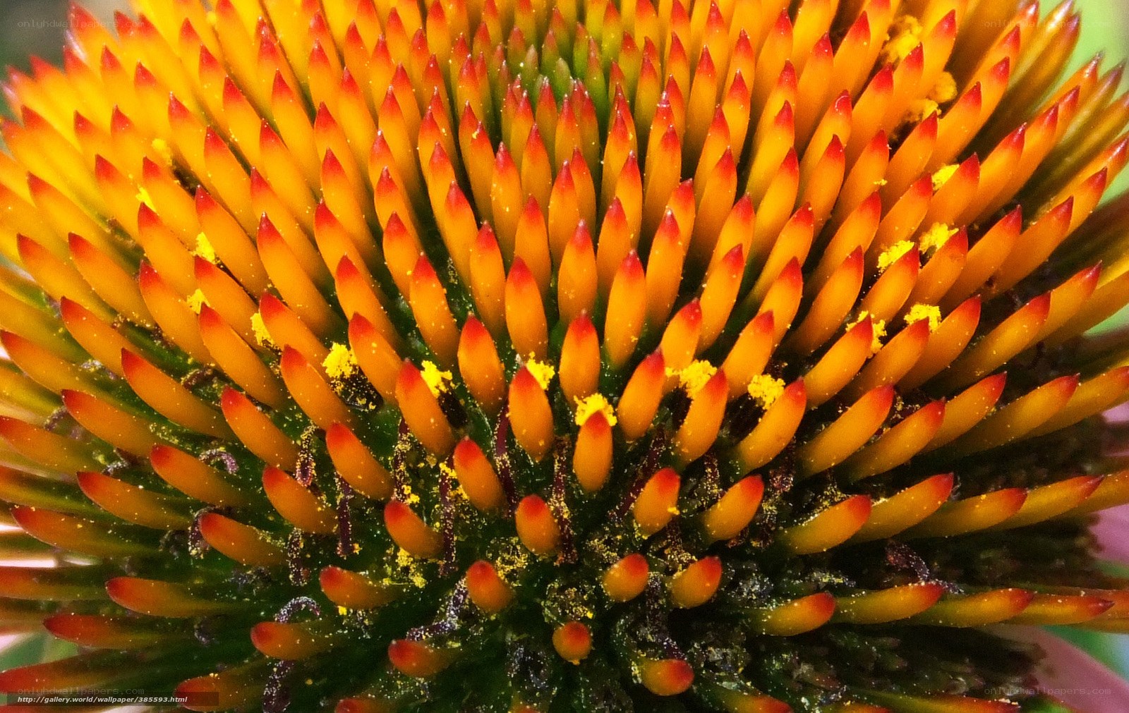 Close-up of a coneflower