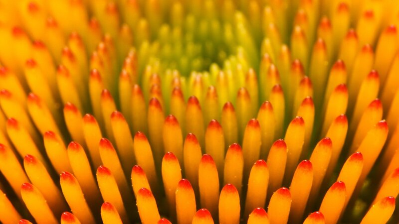 close-up of a coneflower