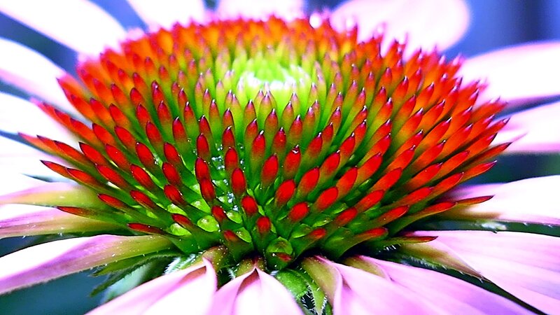 close-up of a coneflower