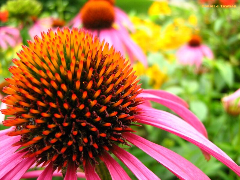Close-up of a coneflower