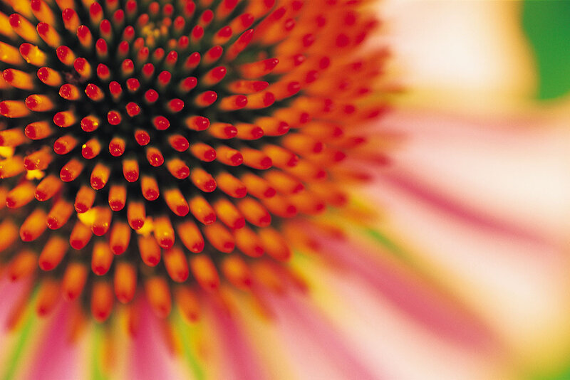 Close-up of a coneflower center
