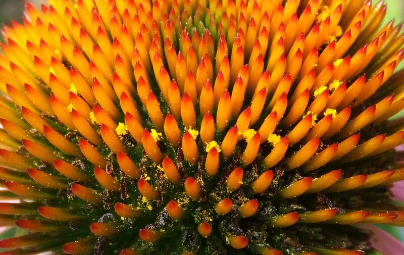 Close-up of a coneflower