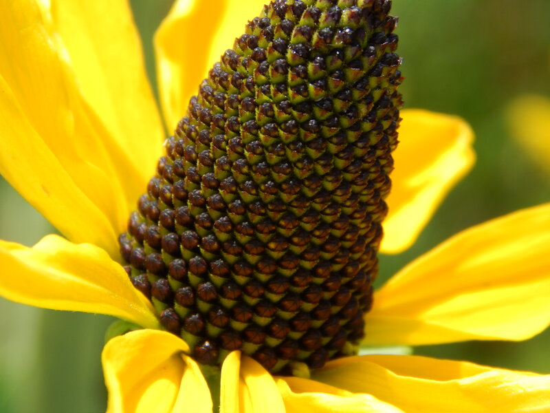 Close-up of a Coneflower — Yellow