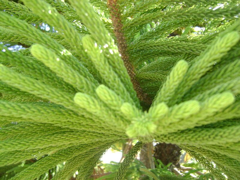 close-up of a conifer branch