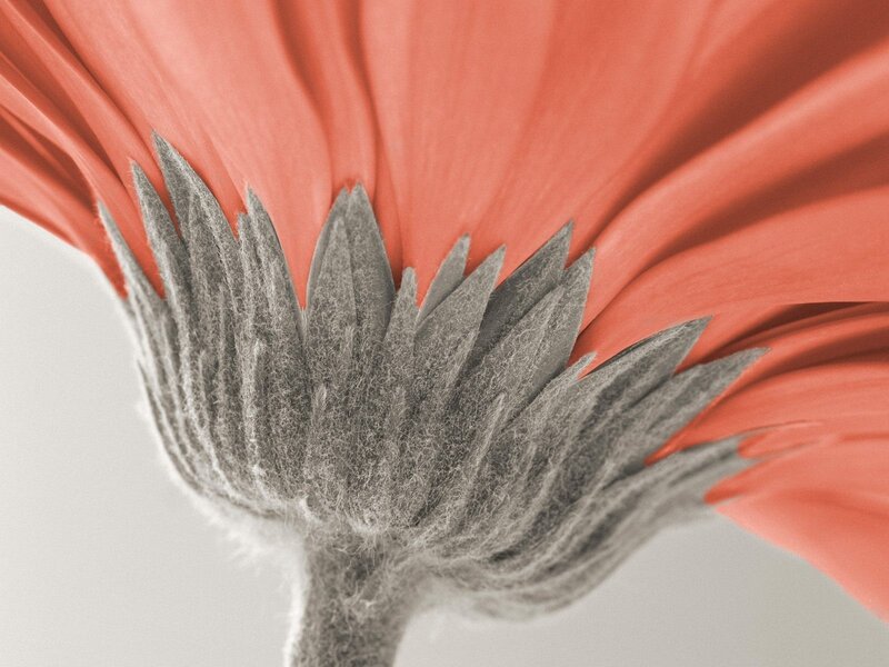 Close-up of a coral flower