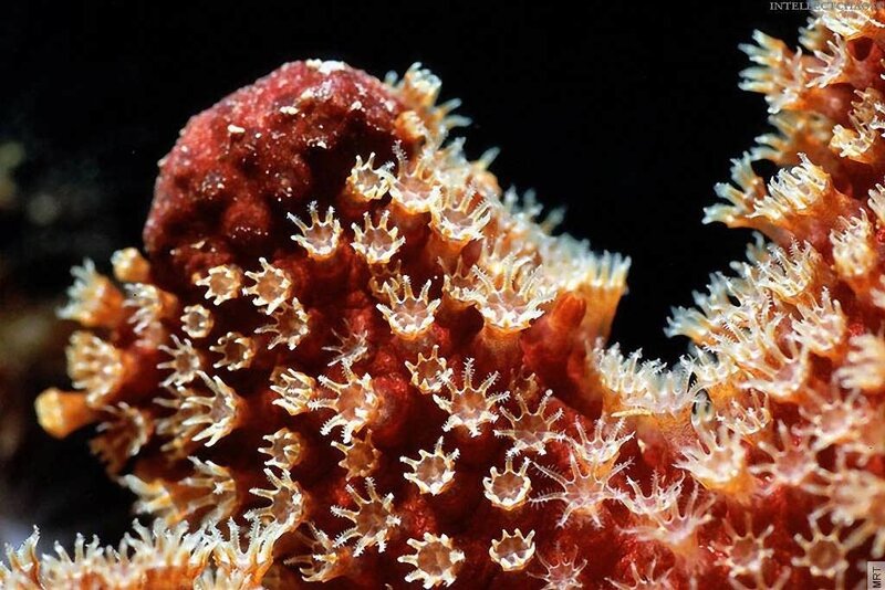 Close-up of a coral polyp