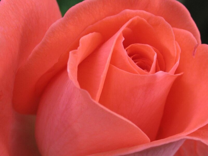 Close-up of a coral rose