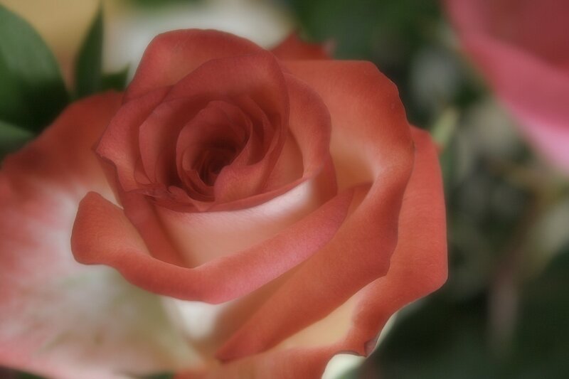 Close-up of a coral rose