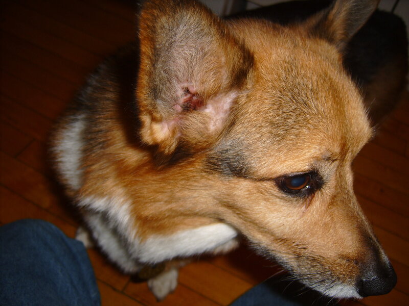 close-up of a corgi dog