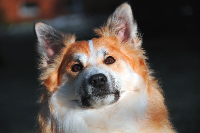 close-up of a corgi dog