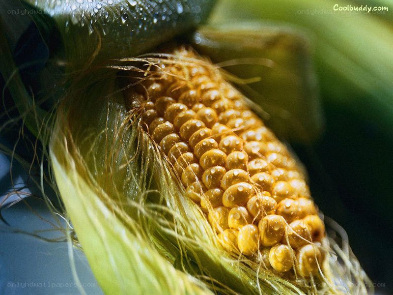 Close-up of a corn cob