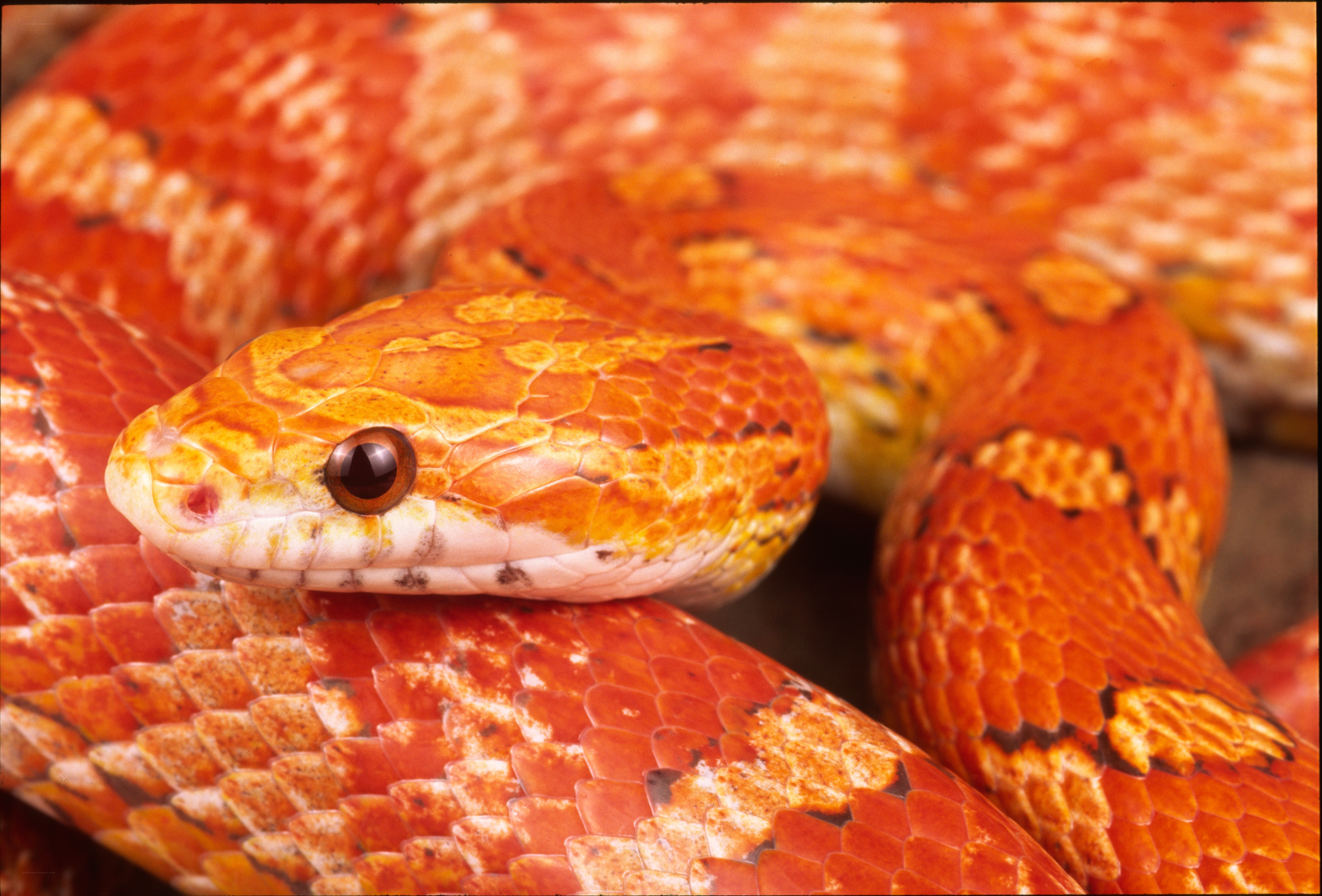 close-up of a corn snake