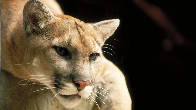 Close-up of a cougar