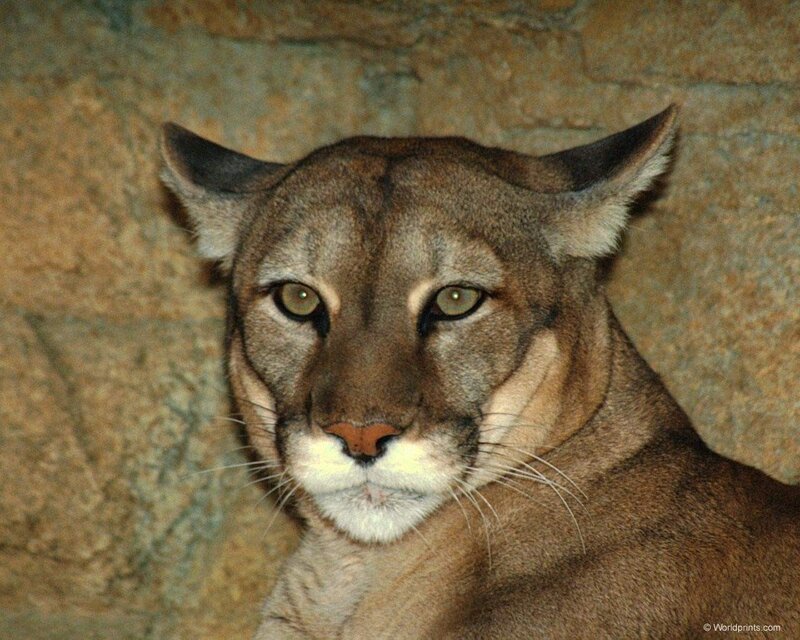 Close-up of a cougar