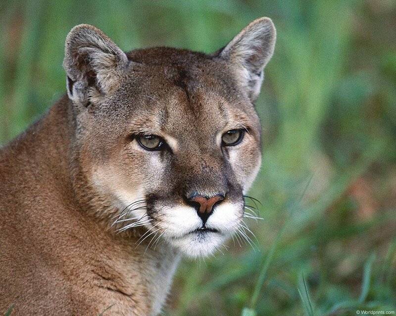 Close-up of a cougar