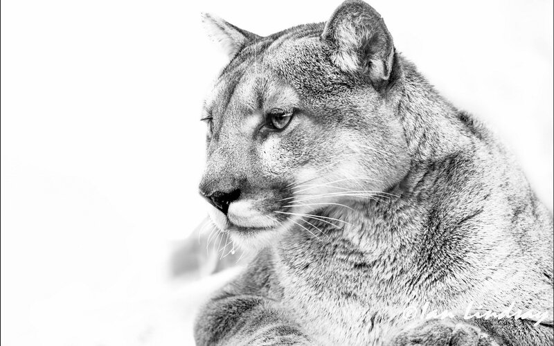 Close-up of a cougar