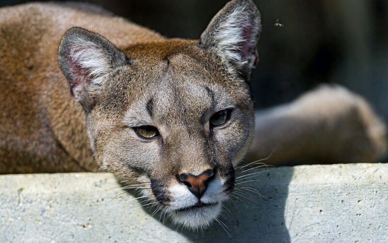 Close-up of a cougar