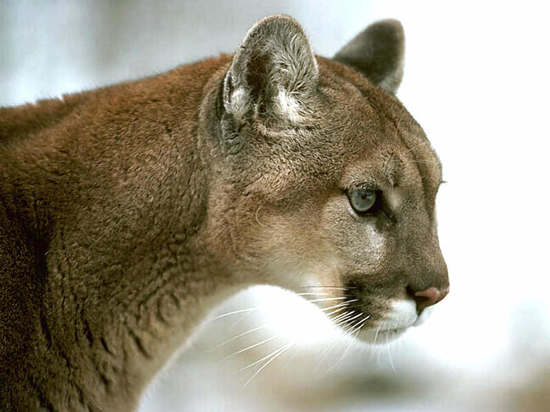 close-up of a cougar