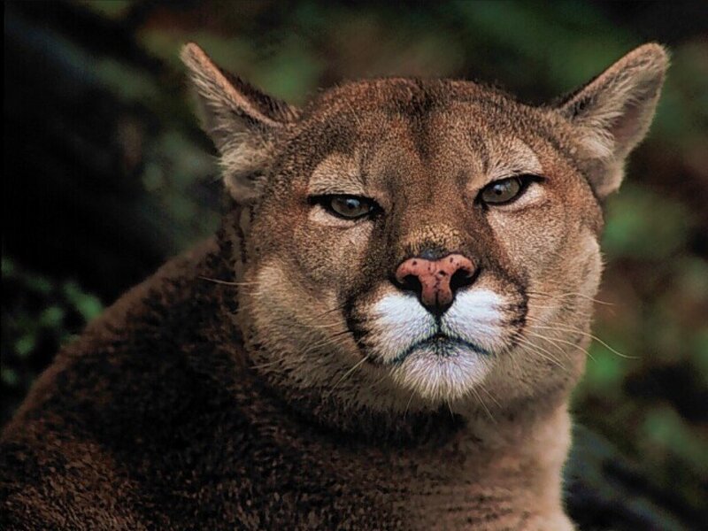 Close-up of a cougar