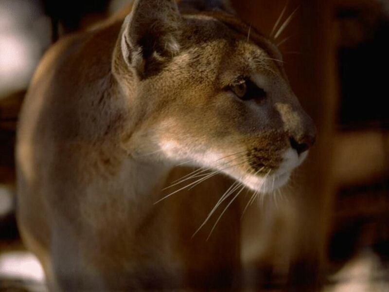 Close-up of a cougar